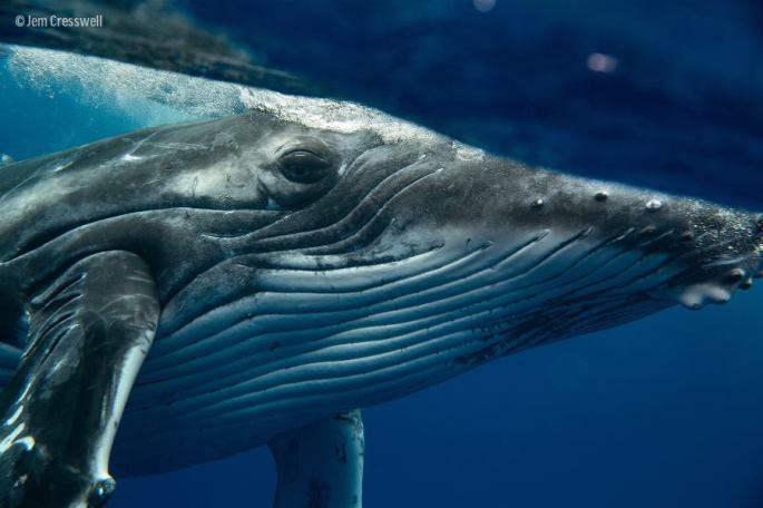 10401996_10152771400467253_8003863597443517311_n