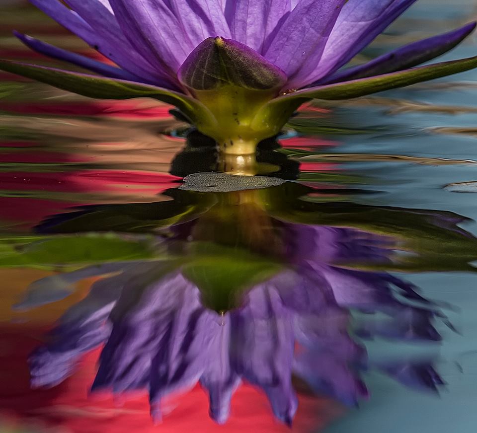 HaroldBlum-LilyReflection