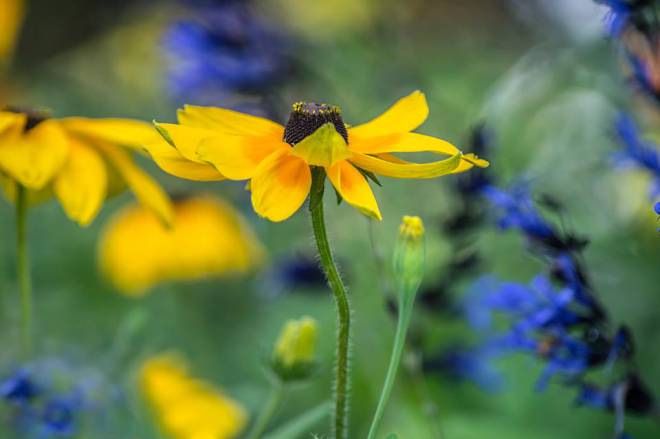 Black and Blue Salvia and Daisy - Photo (c) Harold Blum