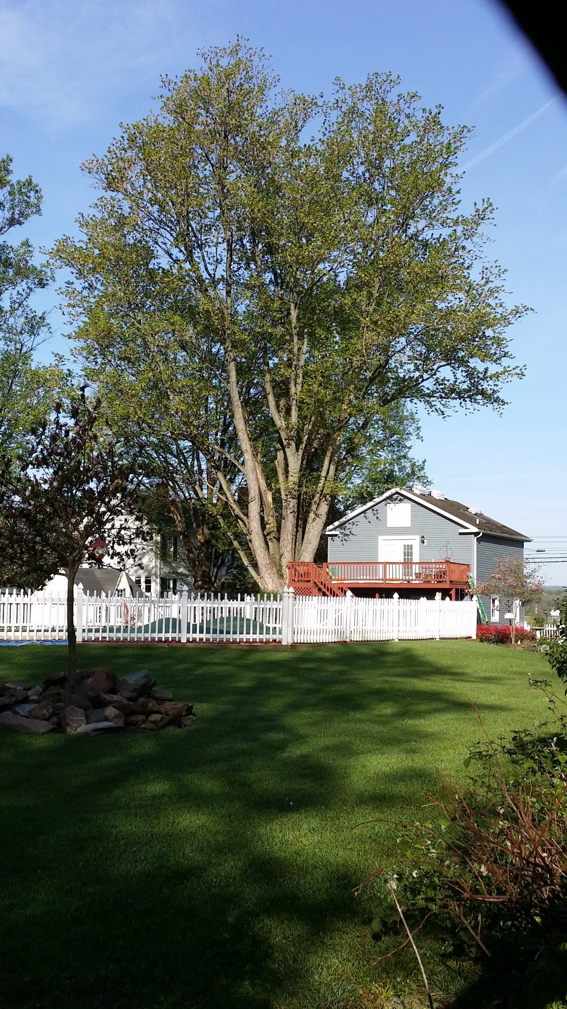 MatriarchTreeBuckeystown