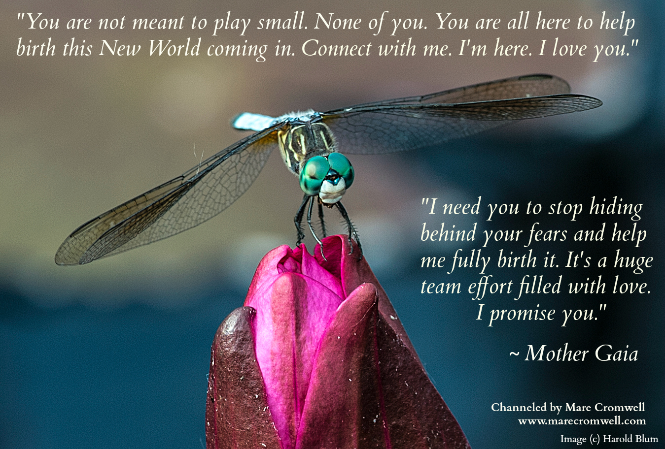 5.25.DragonflyBud.Msg