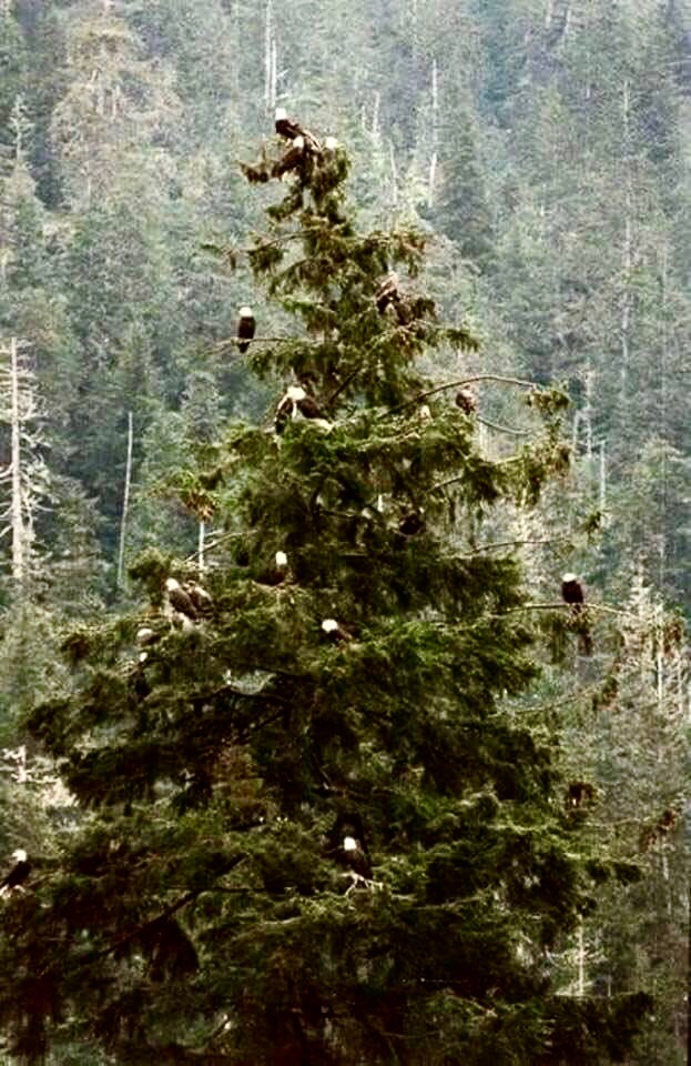 eagle tree2 (1)