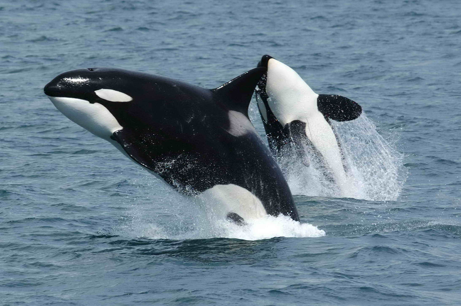 1920px-Killerwhales_jumping